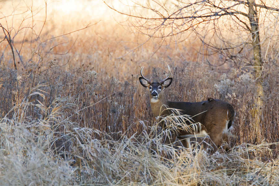Sunshine Deer Photograph by Mircea Costina Photography