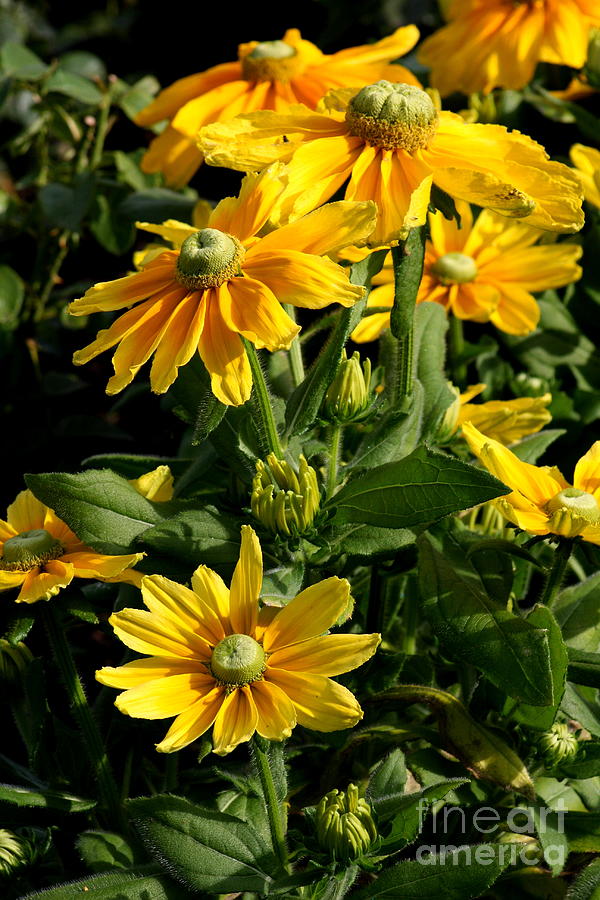 Daisy Photograph - Sunshine Flower by Christiane Schulze Art And Photography