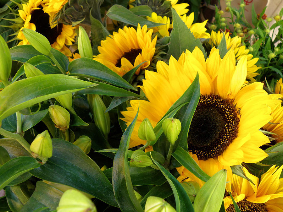 Sunflower Photograph - Sunshine for Sale by Jean Hall