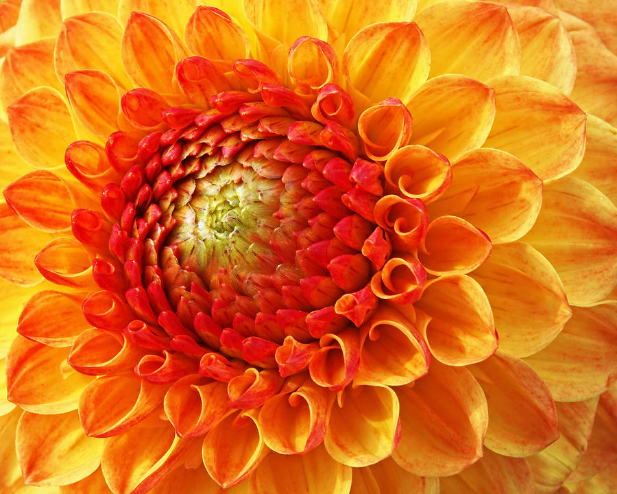 Orange Flower Photograph - Sunshine  by Gill Billington