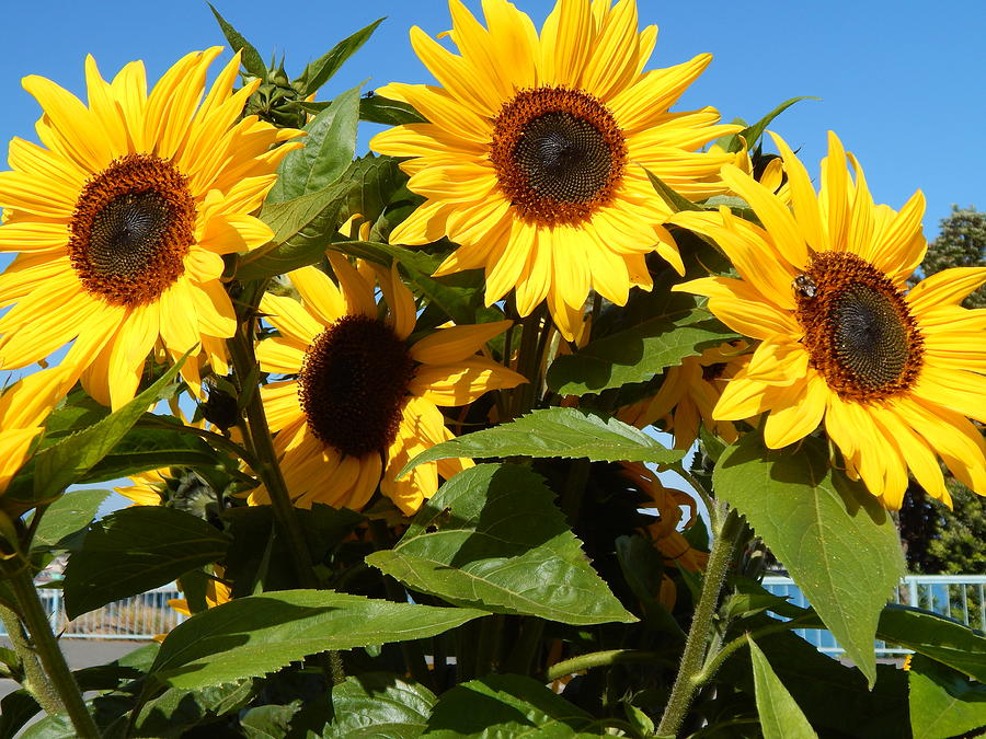 Sunshine Glory Photograph by Susan Ince - Fine Art America