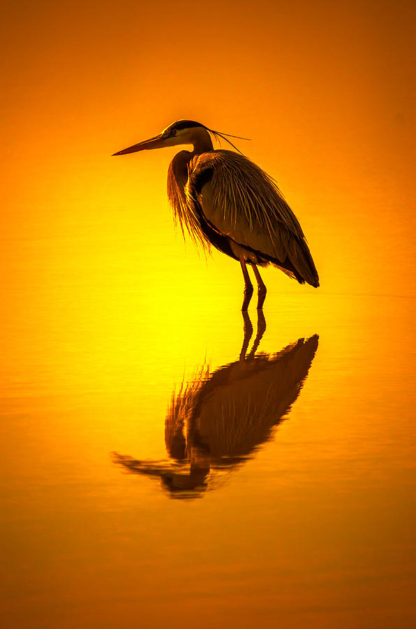 Feather Photograph - Sunshine Heron by Brian Stevens