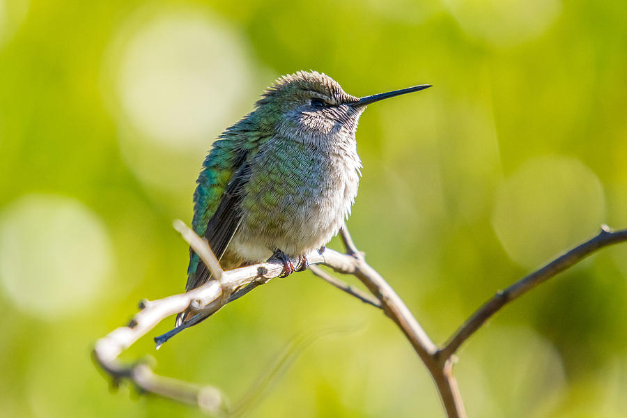 Sunshine Hummingbird Photograph by Pierre Leclerc Photography