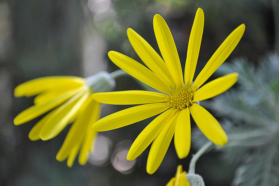 Sunshine in A Flower Photograph by Judy Salcedo
