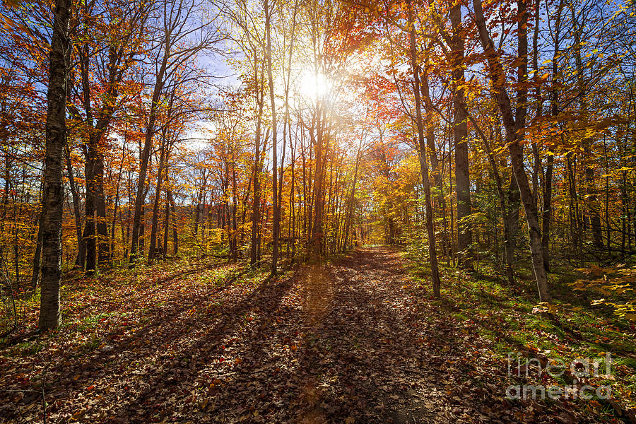 Sun and shadows in fall forest Photograph by Elena Elisseeva