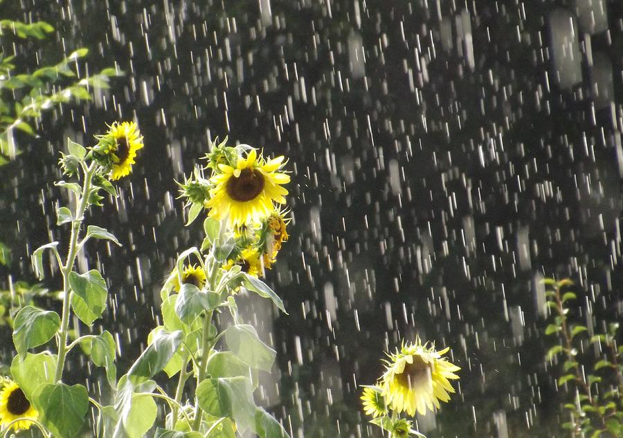 Sunshine in the Rain 2 Photograph by Elizabeth Sullivan