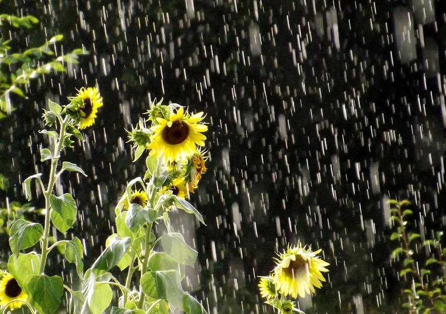 Flower Photograph - Sunshine in the Rain by Elizabeth Sullivan