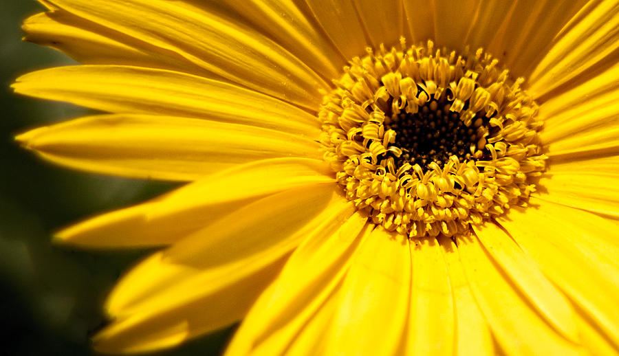 Sunshine Is A Gerbera Daisy Photograph by Theresa Johnson