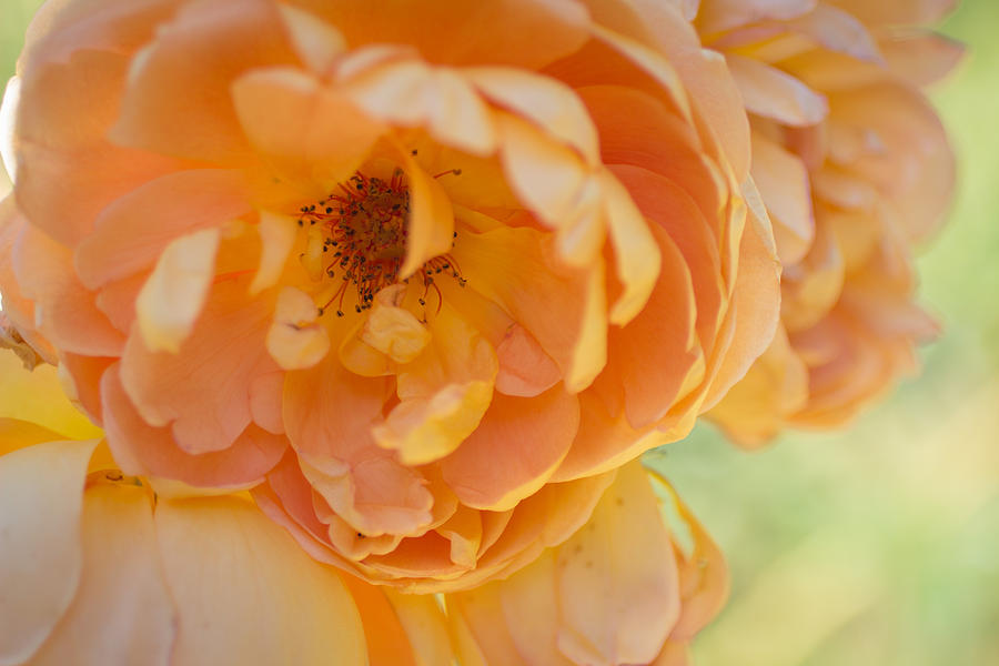 Roses Photograph - Sunshine by Julie Andel Roses Photograph - Sunshine by Julie Andel