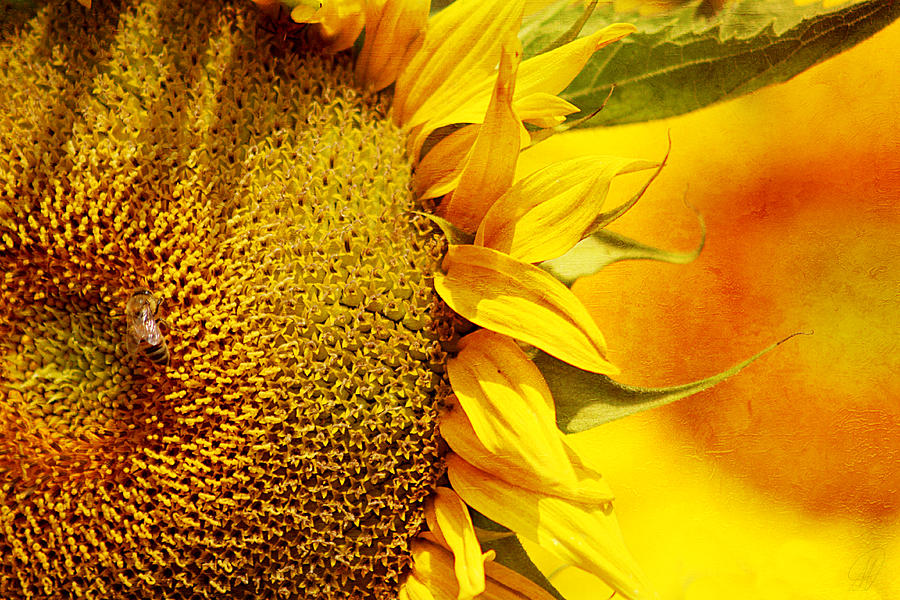 Flower Digital Art - Sunshine by Margaret Hormann Bfa