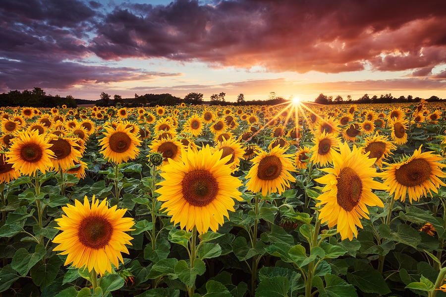 Flower Photograph - Sunshine by Michael Breitung