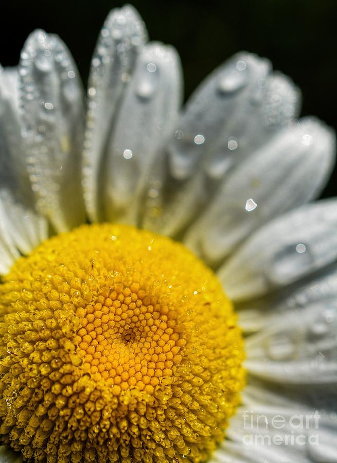 Dew On A Daisy Photograph by Henry Kowalski