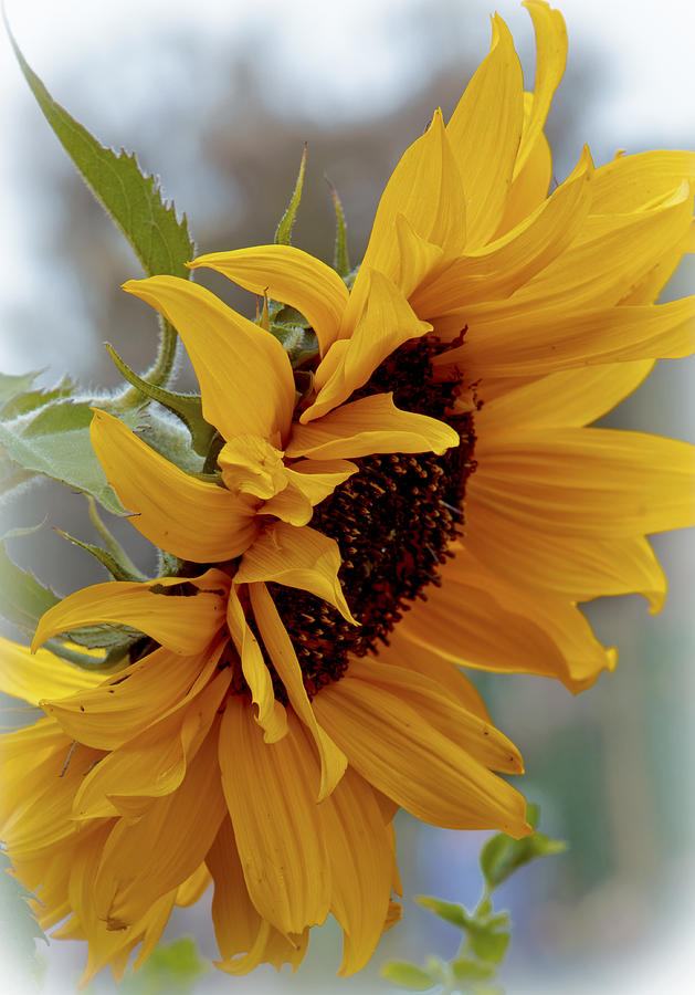 Sunflower Photograph - Sunshine On A Cloudy Day by Her Arts Desire
