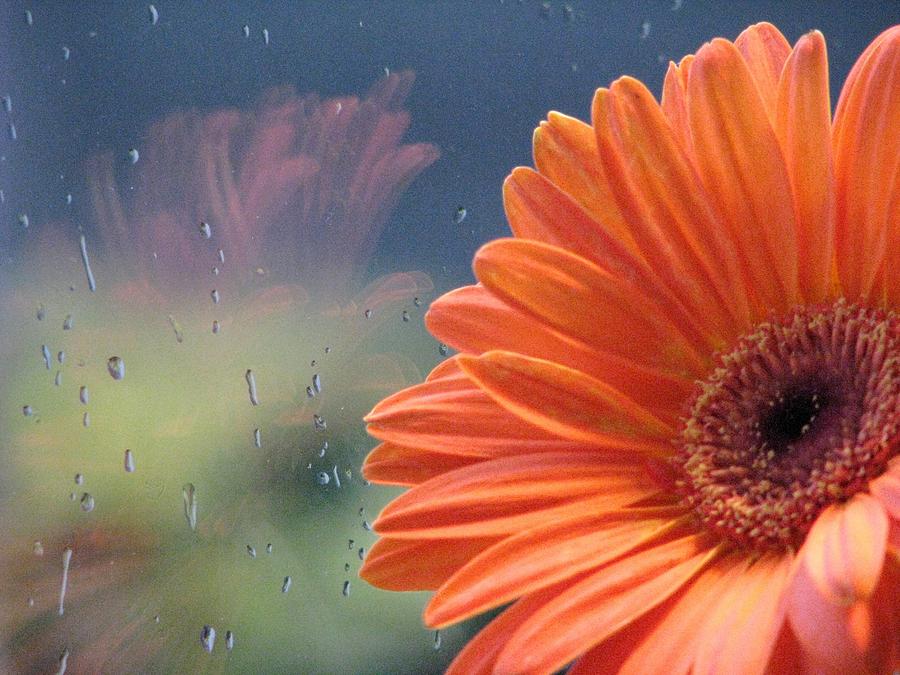 Daisies Photograph - Sunshine On A Rainy Day by Angela Davies