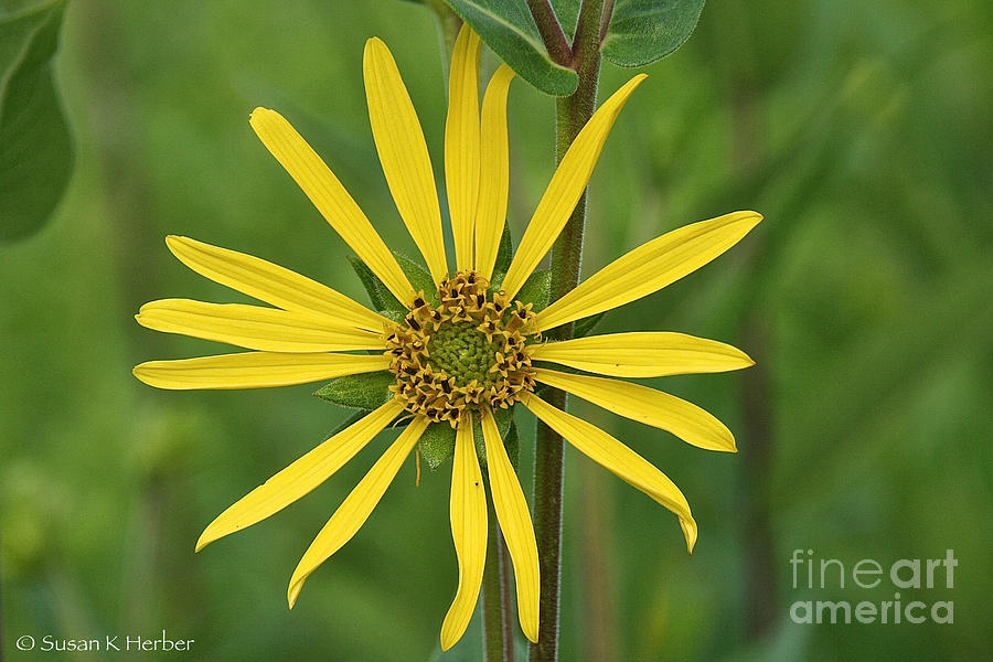 Sunshine On A Stem Photograph by Susan Herber - Fine Art America