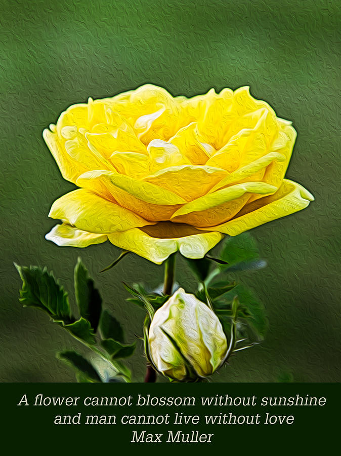 Sunshine on a Yellow Rose Digital Art by Omaste Witkowski