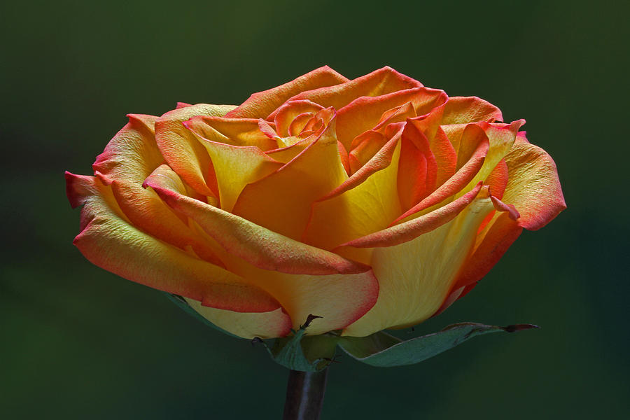 Rose Photograph - Sunshine on my Shoulders by Juergen Roth