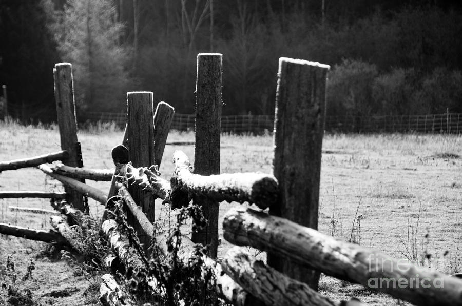 Sunshine on the Frosty fence Photograph by Cheryl Baxter