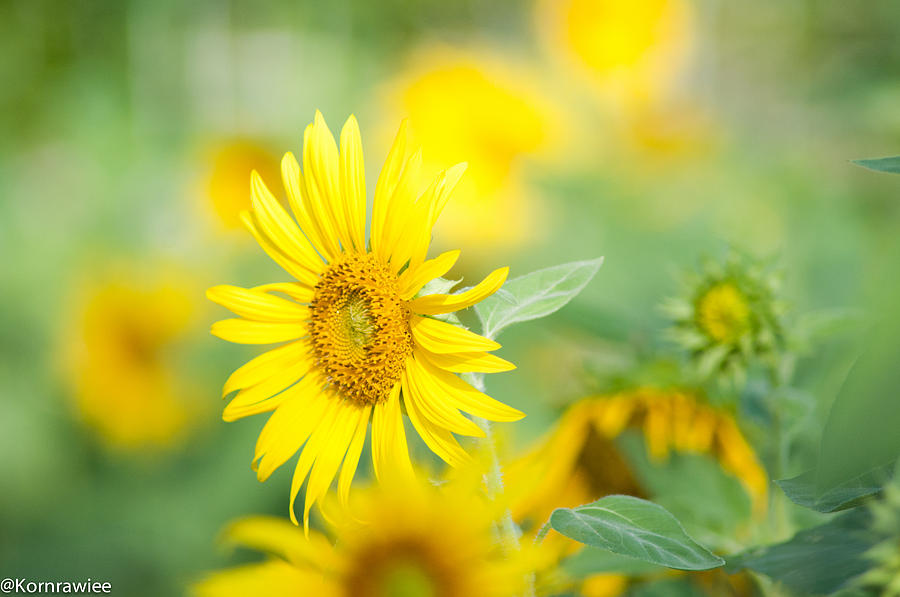Sunflower Photograph - Sunshine on your shoulders by Kornrawiee Miu Miu