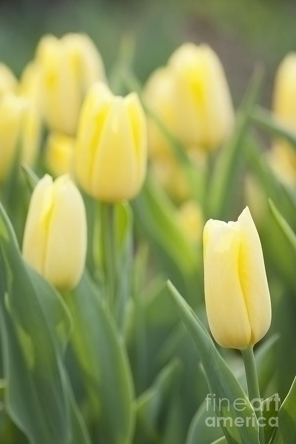 Yellow Tulips Photograph by Patty Colabuono