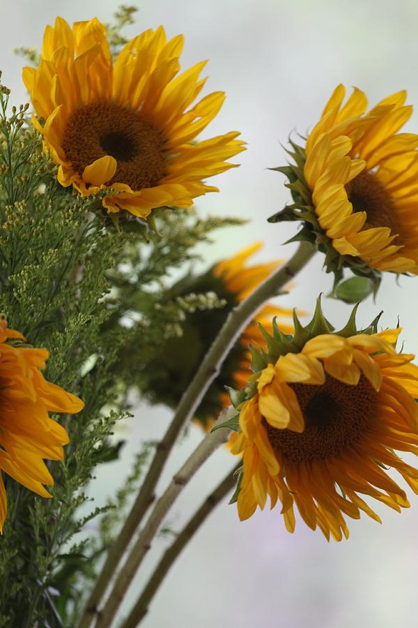 Sunflower Photograph - Sunshine by Paula Rountree Bischoff