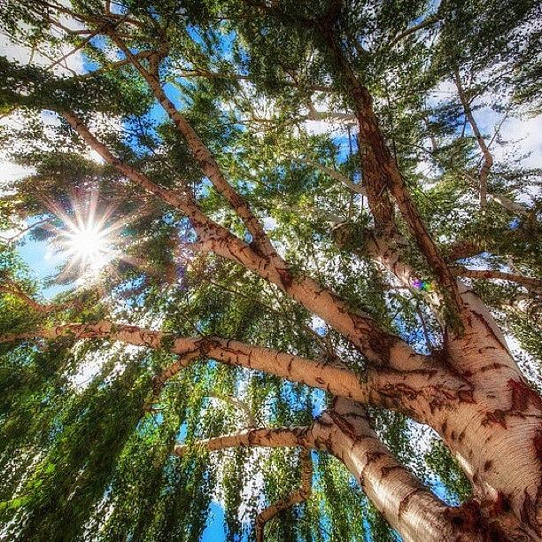 Instagram Photograph - Sunshine Peaking Through A Random Tree by Rscpics Instagram