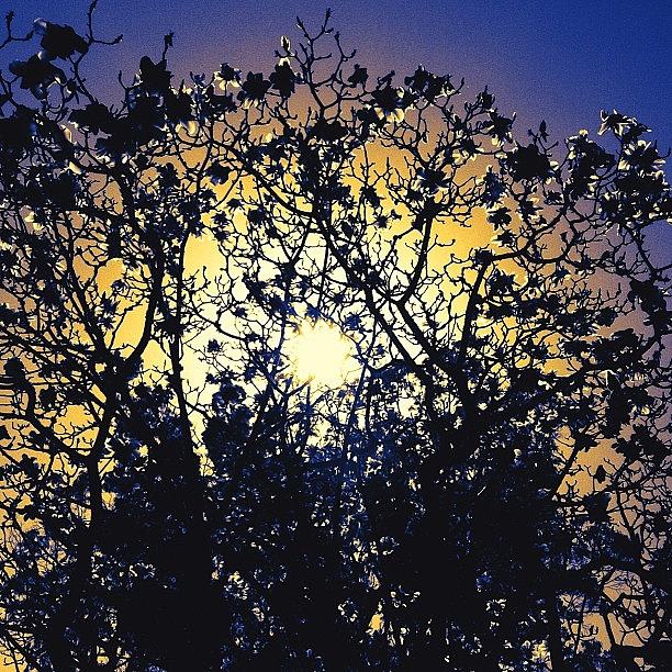 Sunshine Peeking Between Tree Branches Photograph by Selina P