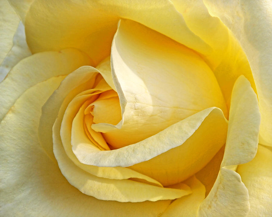 Sunshine Rose Photograph by Gill Billington