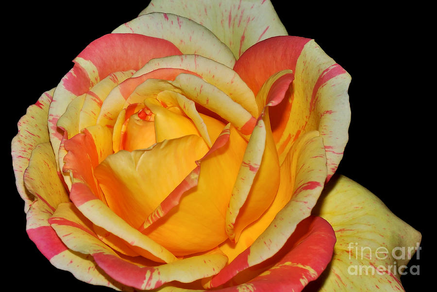 Rose Photograph - Sunshine Rose by Kaye Menner