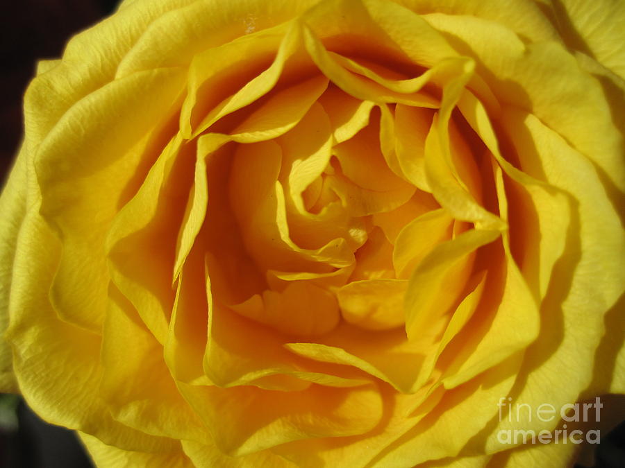 Flower Photograph - Sunshine Yellow Rose by Tara  Shalton