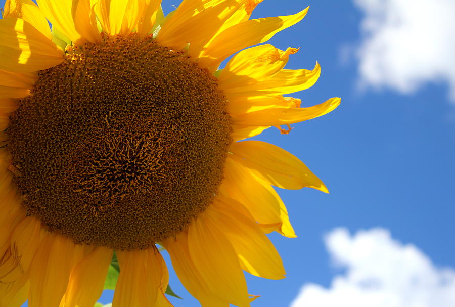 Sunshine Sunflower Photograph by Fiona Kennard