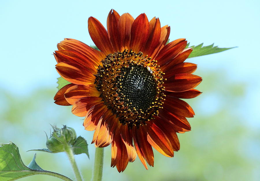 Sunflower Photograph - Sunshine Sunflower by Rosanne Jordan