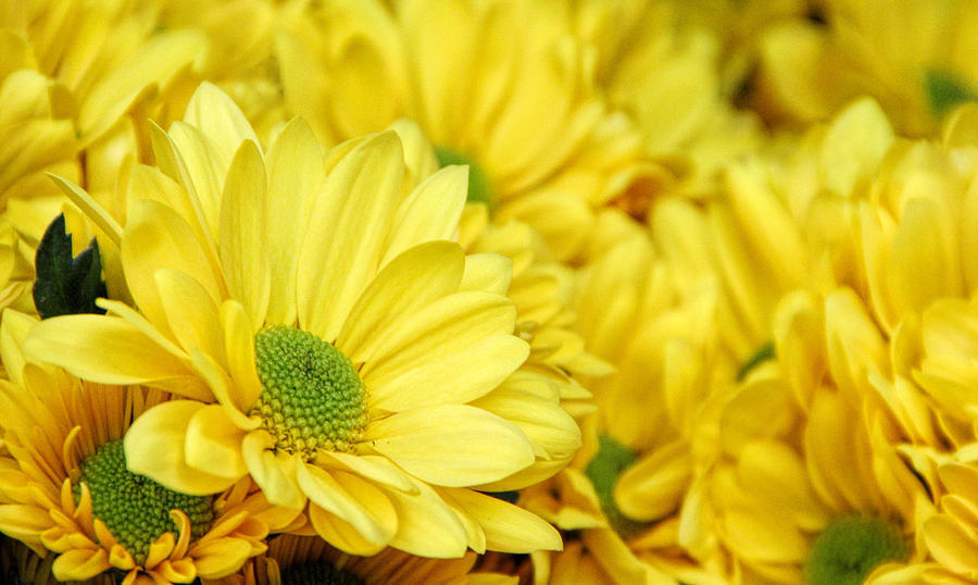 Flower Photograph - Sunshine by Tammy Espino