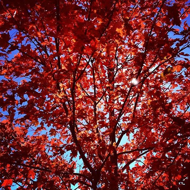 Fall Photograph - Sunshine Through The #autumn Leaves by Kelly Diamond