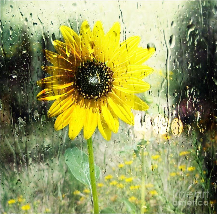 Sunflower Photograph - Sunshine through the Rain by Michelle Frizzell-Thompson