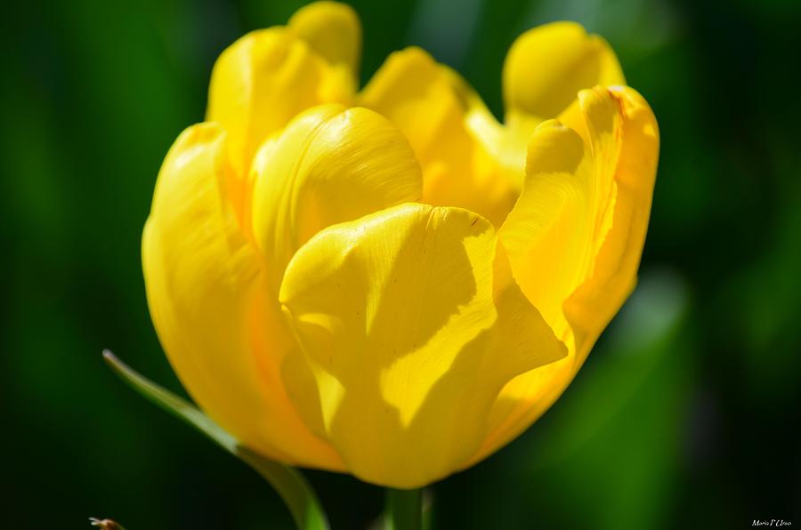Sunshine Tulip Photograph by Maria Urso