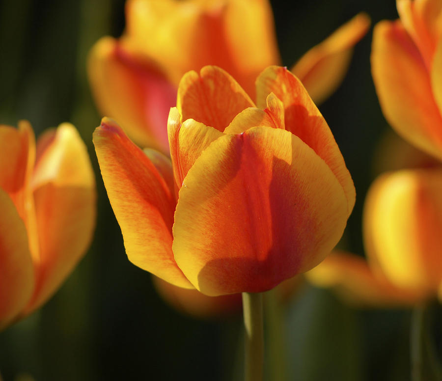 Spring Photograph - Sunshine Tulips by Nancy De Flon