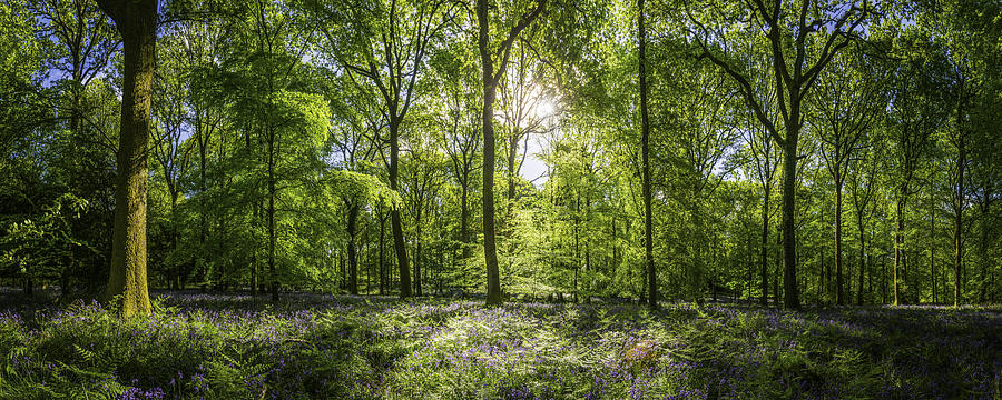 Sunshine warming idyllic woodland glade green forest ferns wildflowers panorama Photograph by fotoVoyager