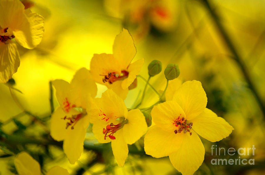 Sunshine Yellow Photograph by Deb Halloran