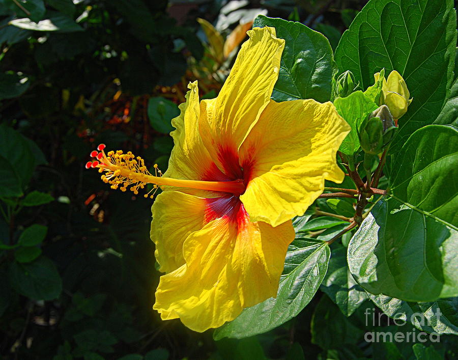 Sunshine Yellow Hibiscus With Red Throat Photograph by Catherine Sherman