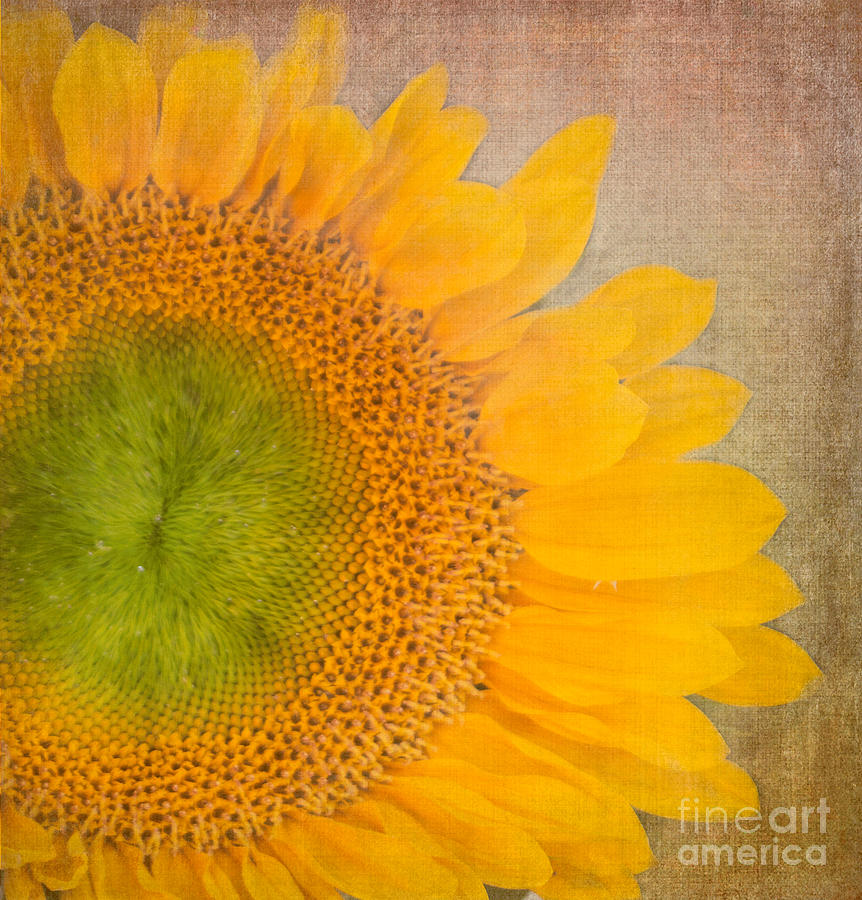 Sunflower Photograph - Sunshiny Day by Arlene Carmel