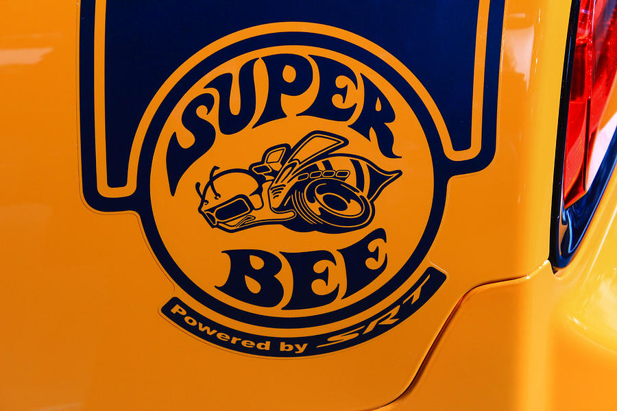 Super Bee Photograph by Rachel Cohen