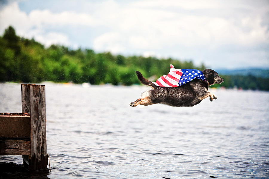 Super Dog Americana Photograph by Tracey Buyce Photography