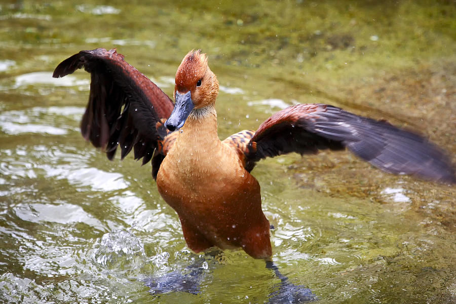 Duck Photograph - Super Duck by Goyo Ambrosio Duck Photograph - Super Duck by Goyo Ambrosio