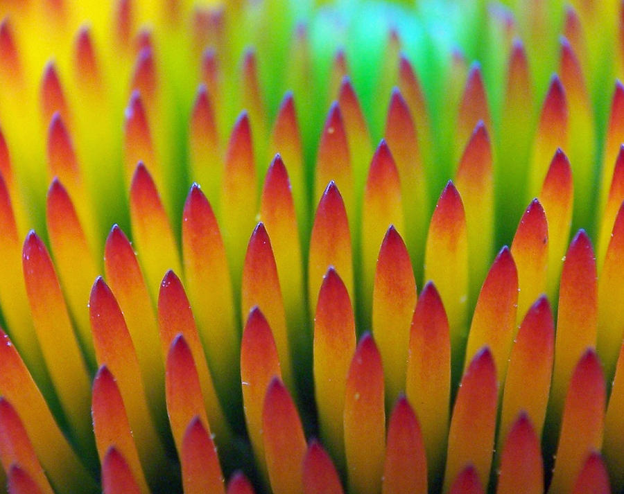 Super Macro of Echinacea Cone Flower Photograph by Ernest Echols
