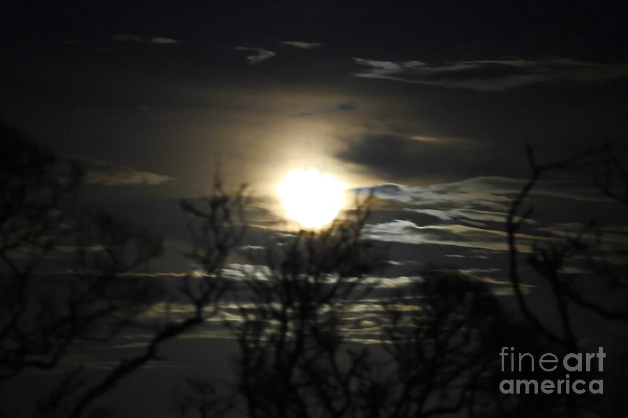 Planet Photograph - Super Moon and Wicked Trees by Cathy Lindsey