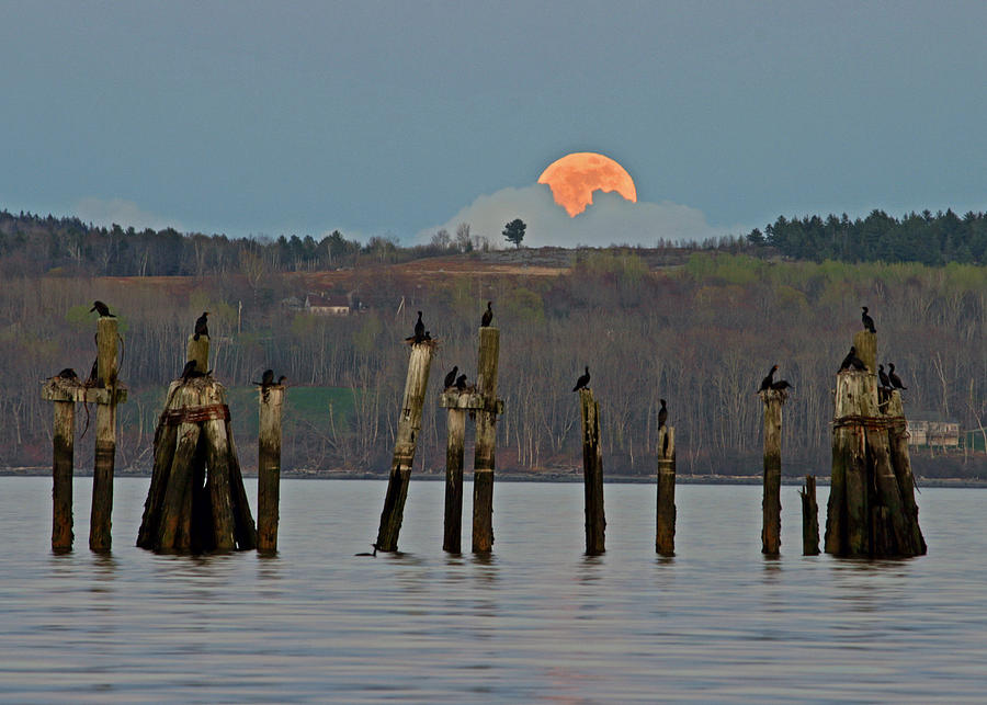 Super Moon  Photograph by Barbara West
