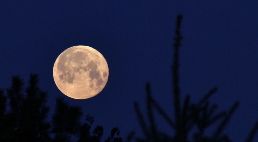 Tree Photograph - Super Moon May 6 2012 by Ed Riche