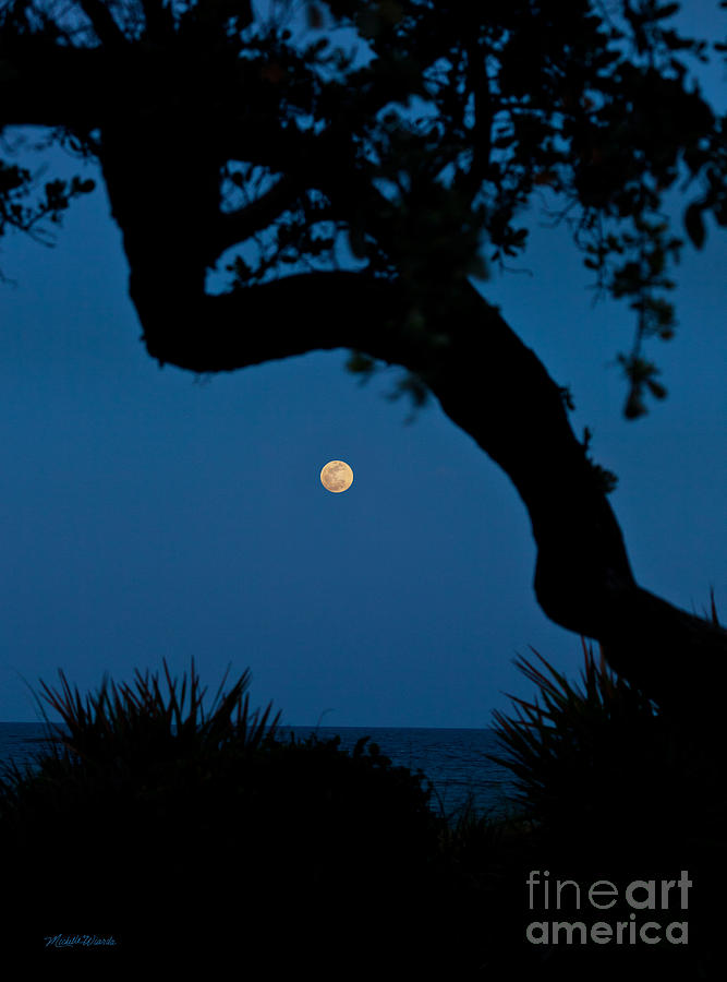 Tree Photograph - Super Moon Over the Atlantic by Michelle Constantine