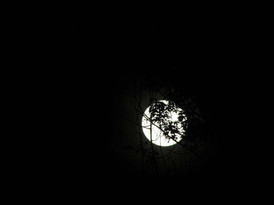 Super Moon Through the Trees Photograph by Lee Bowers - Fine Art America